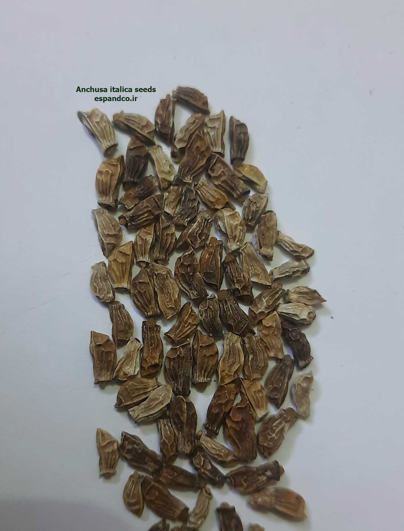  Anchusa italica seeds 